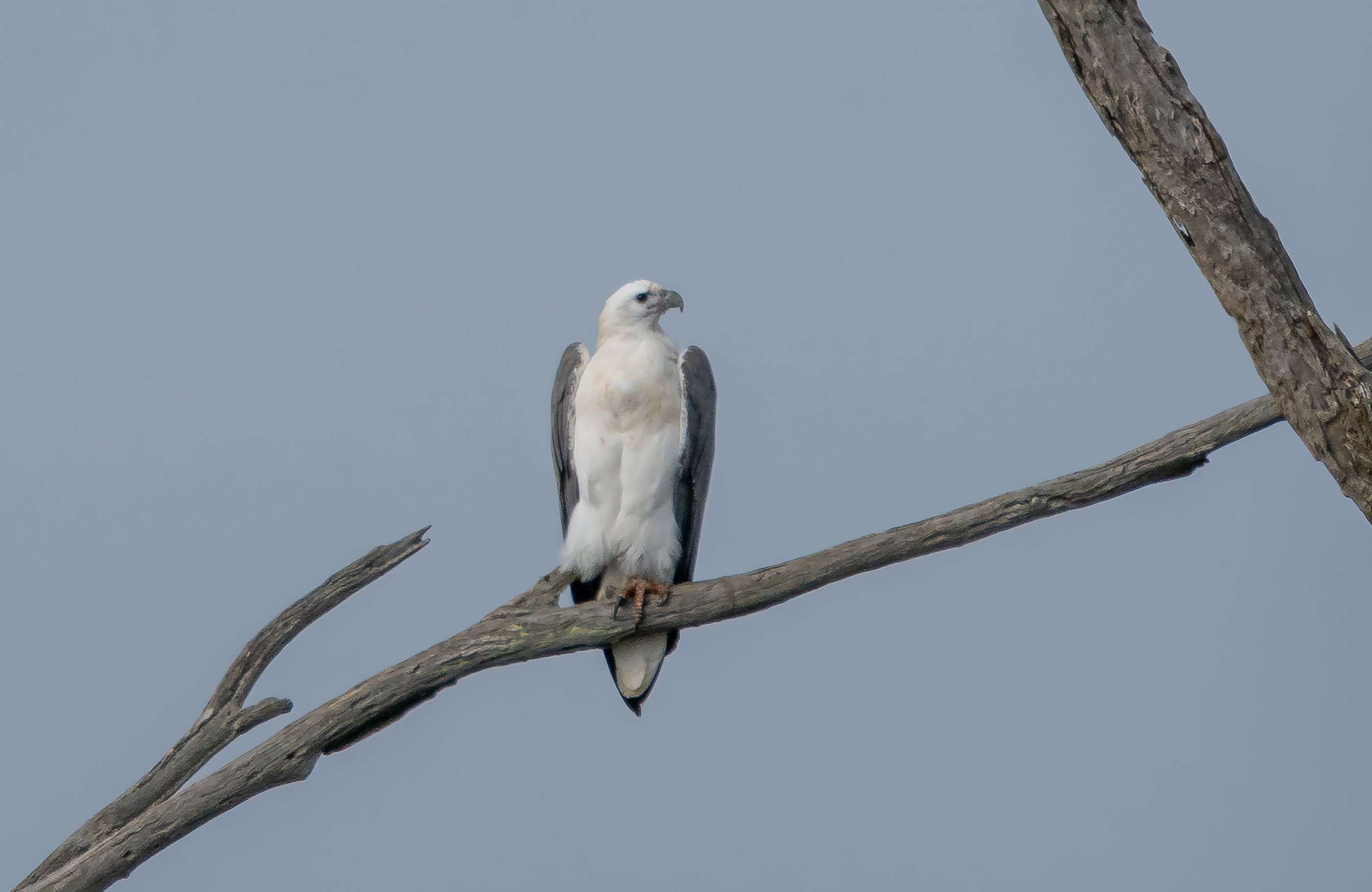 White-bellied Sea Eagle by Jenny Younger
